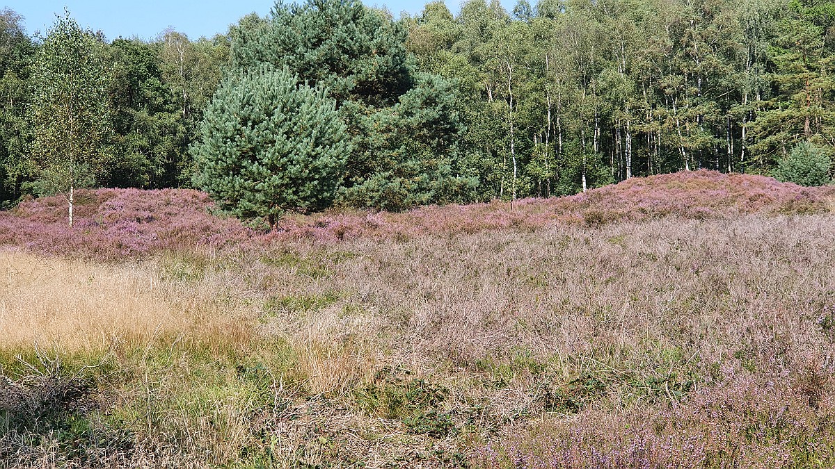 Mander Heide [17660] 04-sep-2021 (Mander, Mander Heide).jpg - Mander Heide